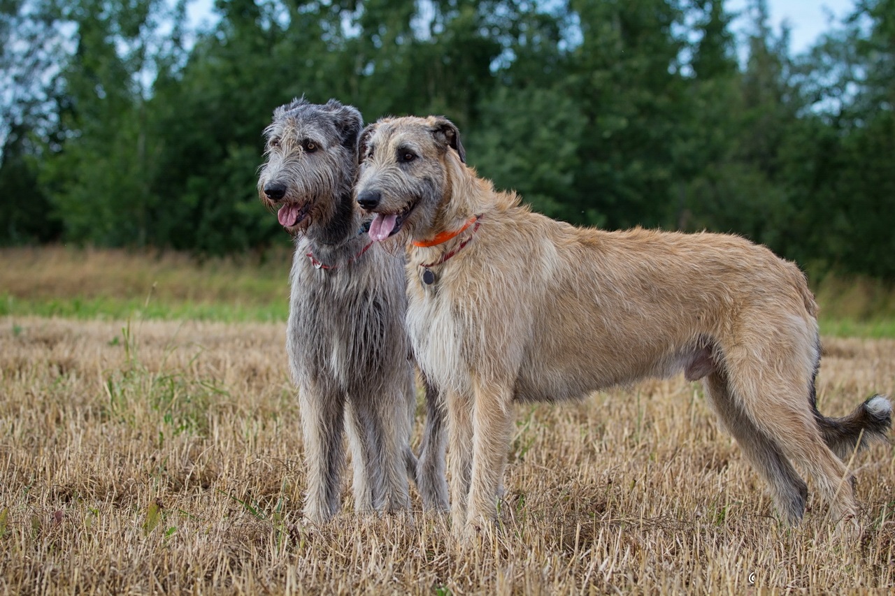 Grå och Fawn irländska Wolfhounds