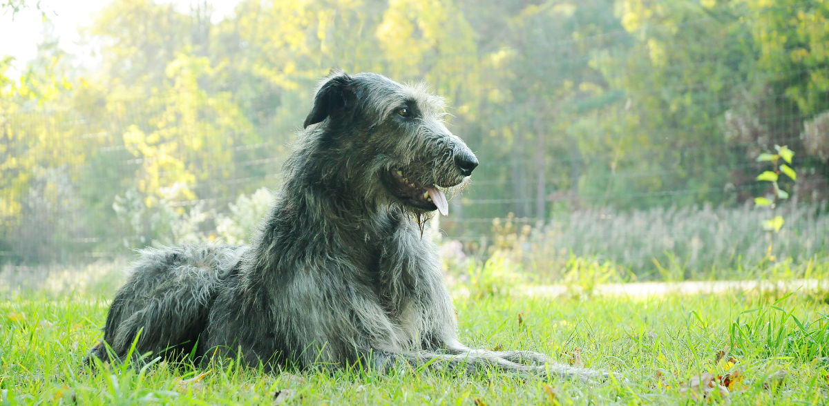 Ierske Wolfhound