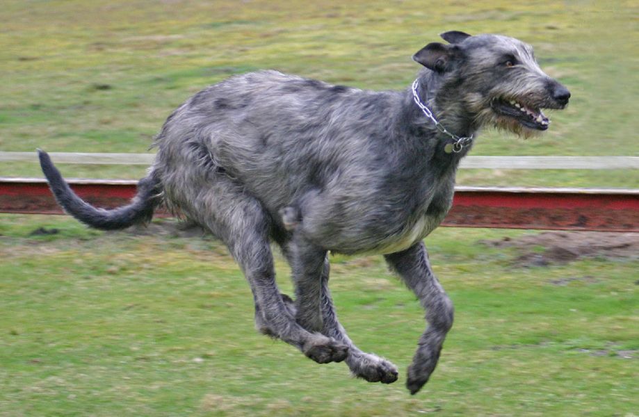 Irländsk Wolfhound
