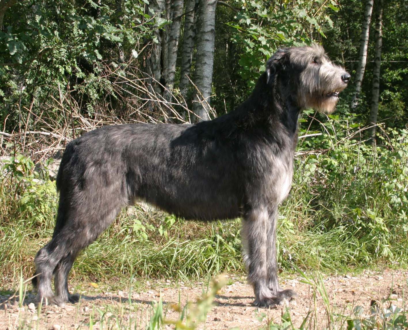 Wolfhound Gwyddelig