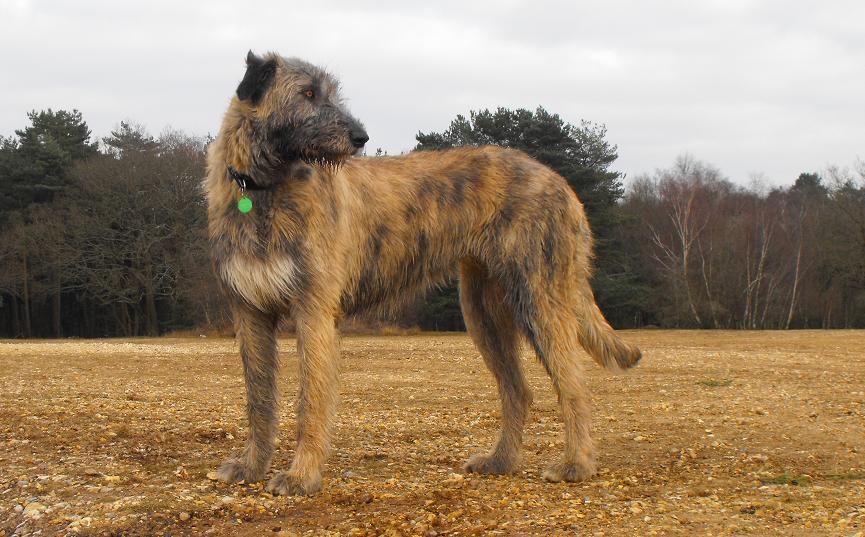 Brindle Irish Wolfhound