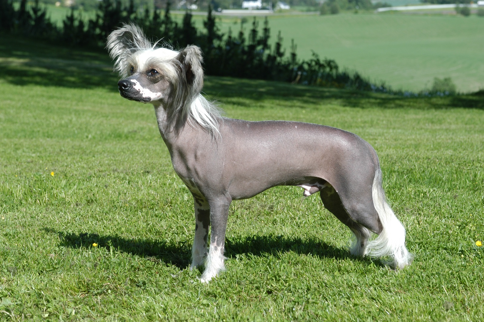 Cani Crested Cinese