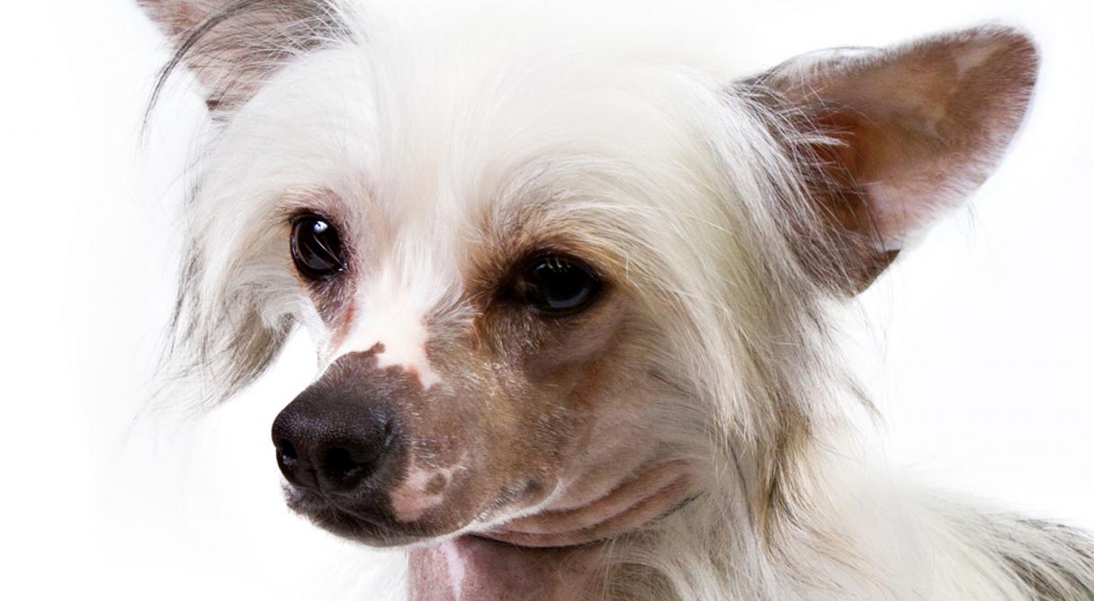 Chinese Crested Dogs Head