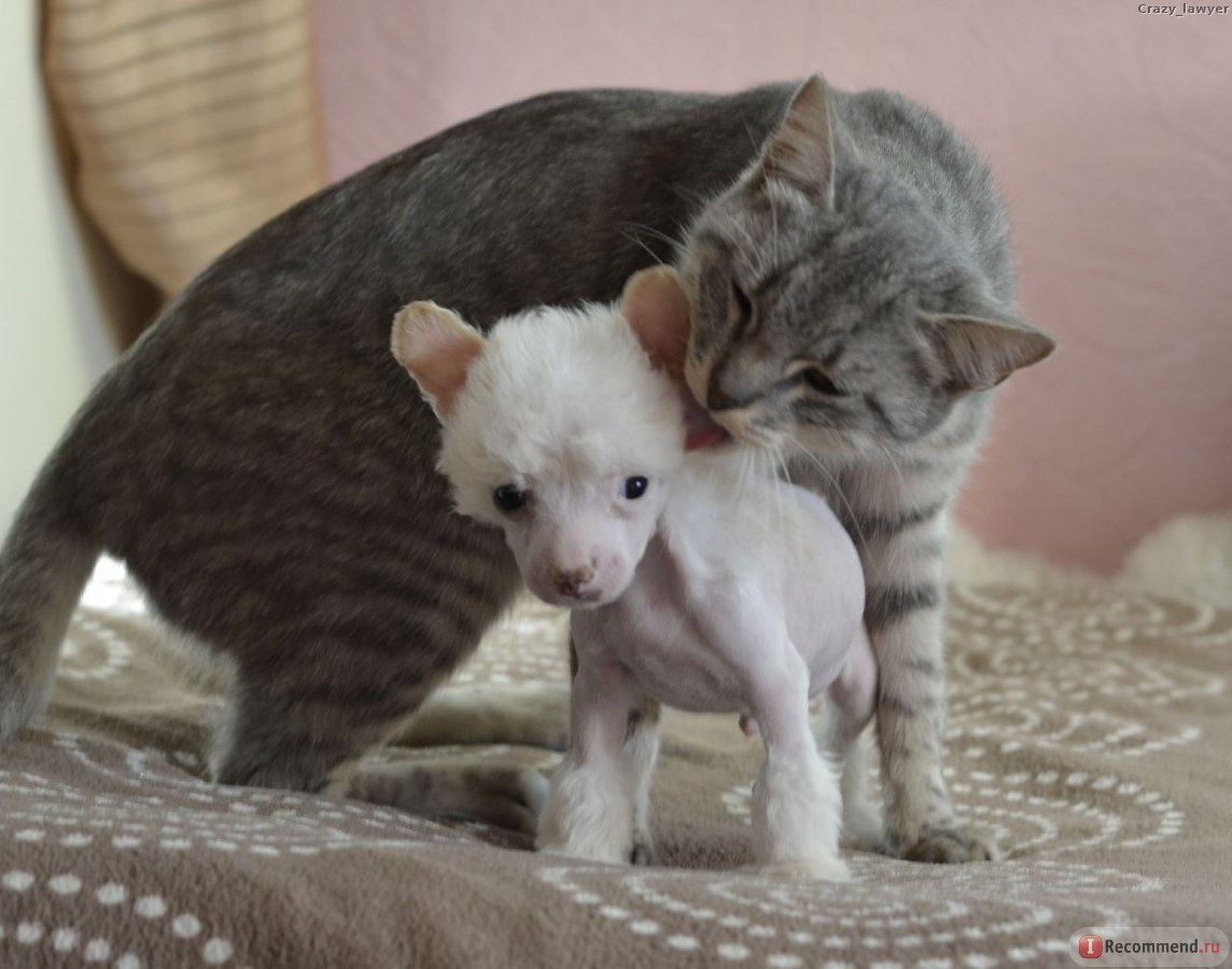 Chinese crested puppy and cat
