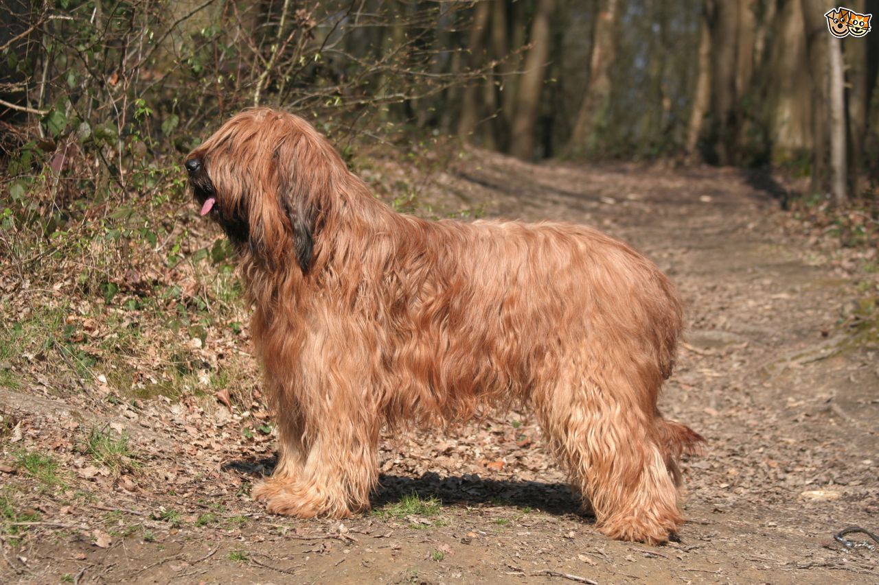 Briard (französischer Schäferhund)