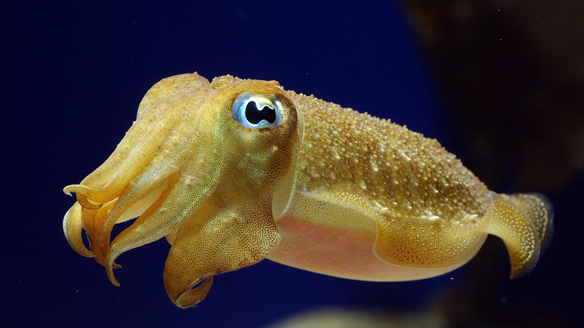 I-Cuttlefish