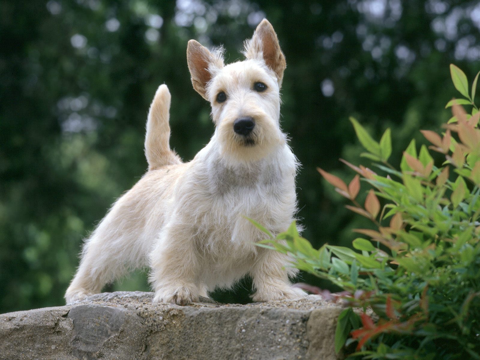 Scotland White Terrier