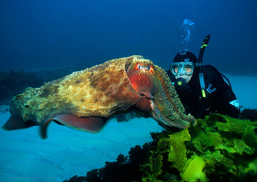 Cuttlefish and Diver
