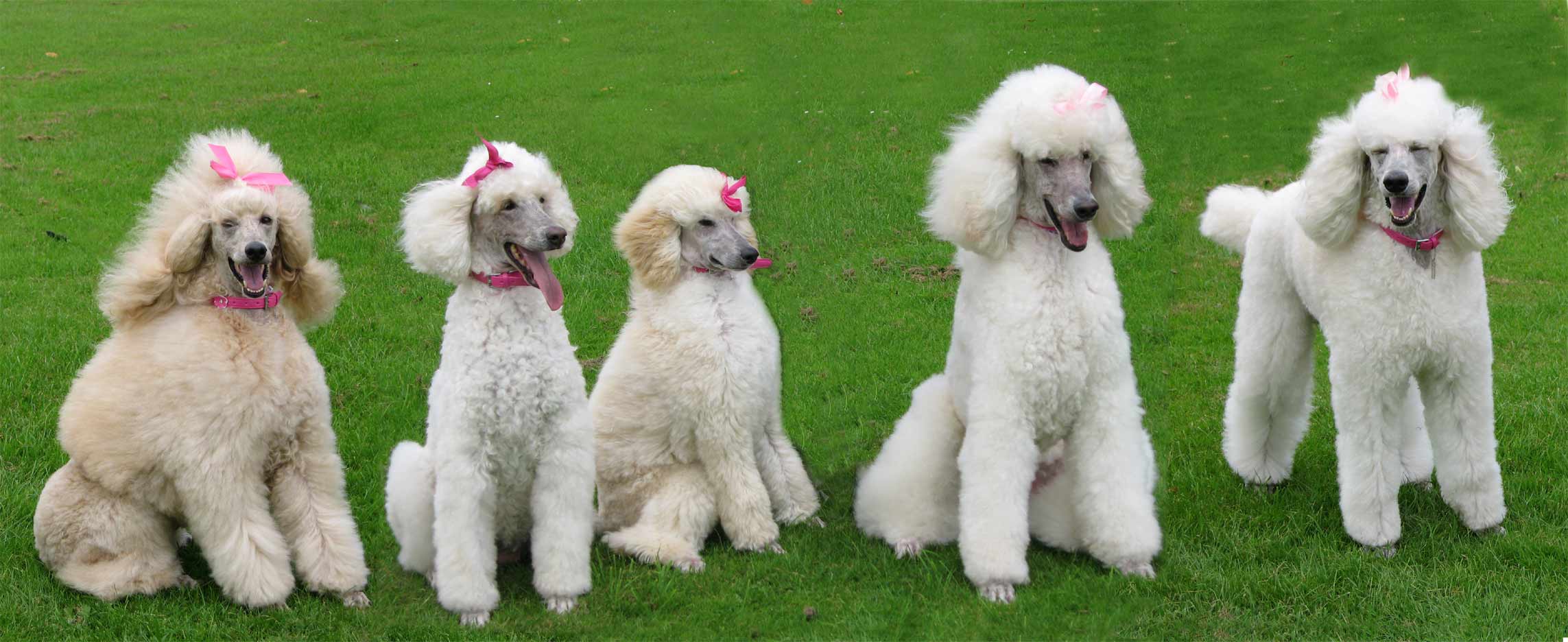 White poodles