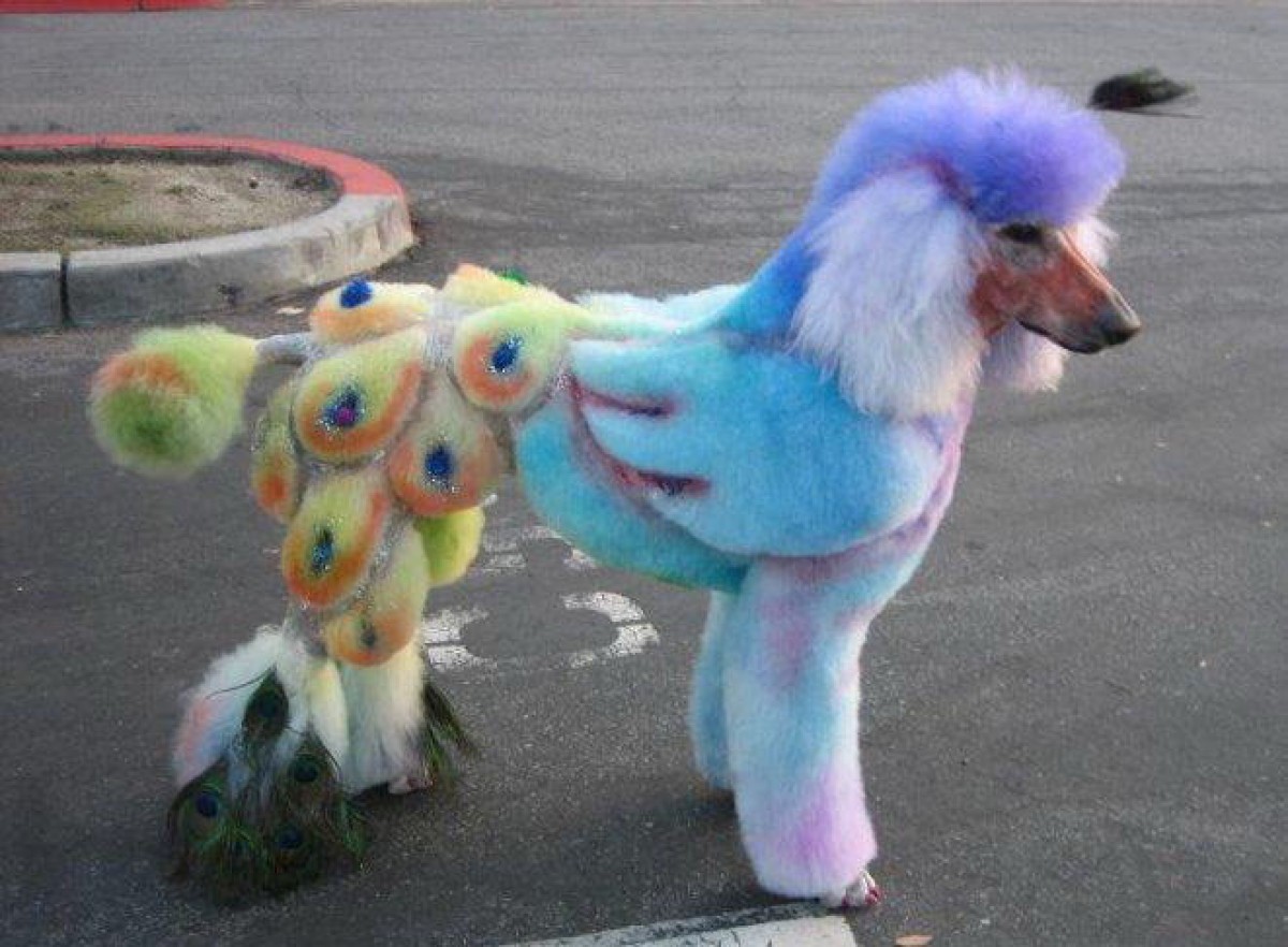 Poodle painted like a pheasant