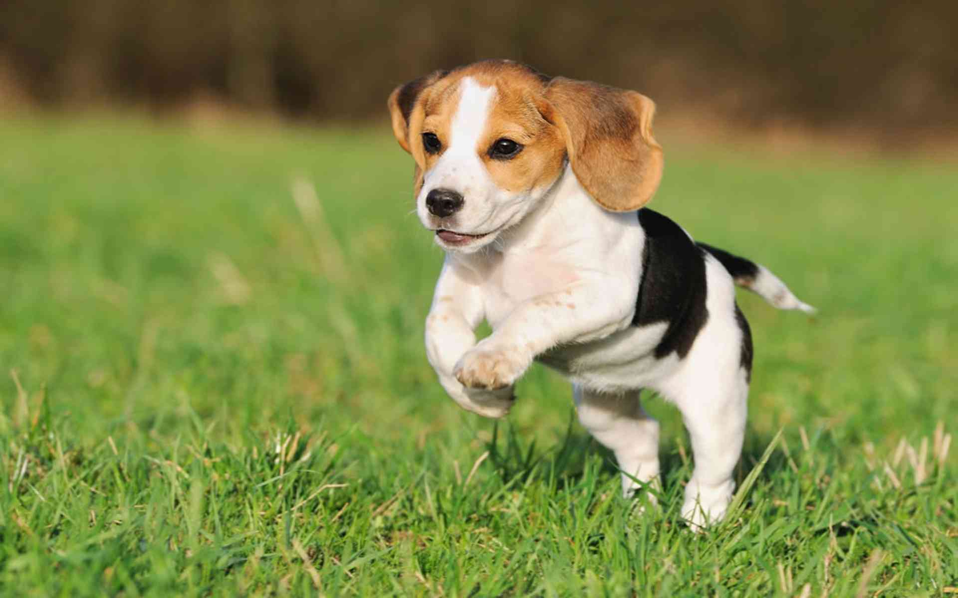 Beagle (štene)