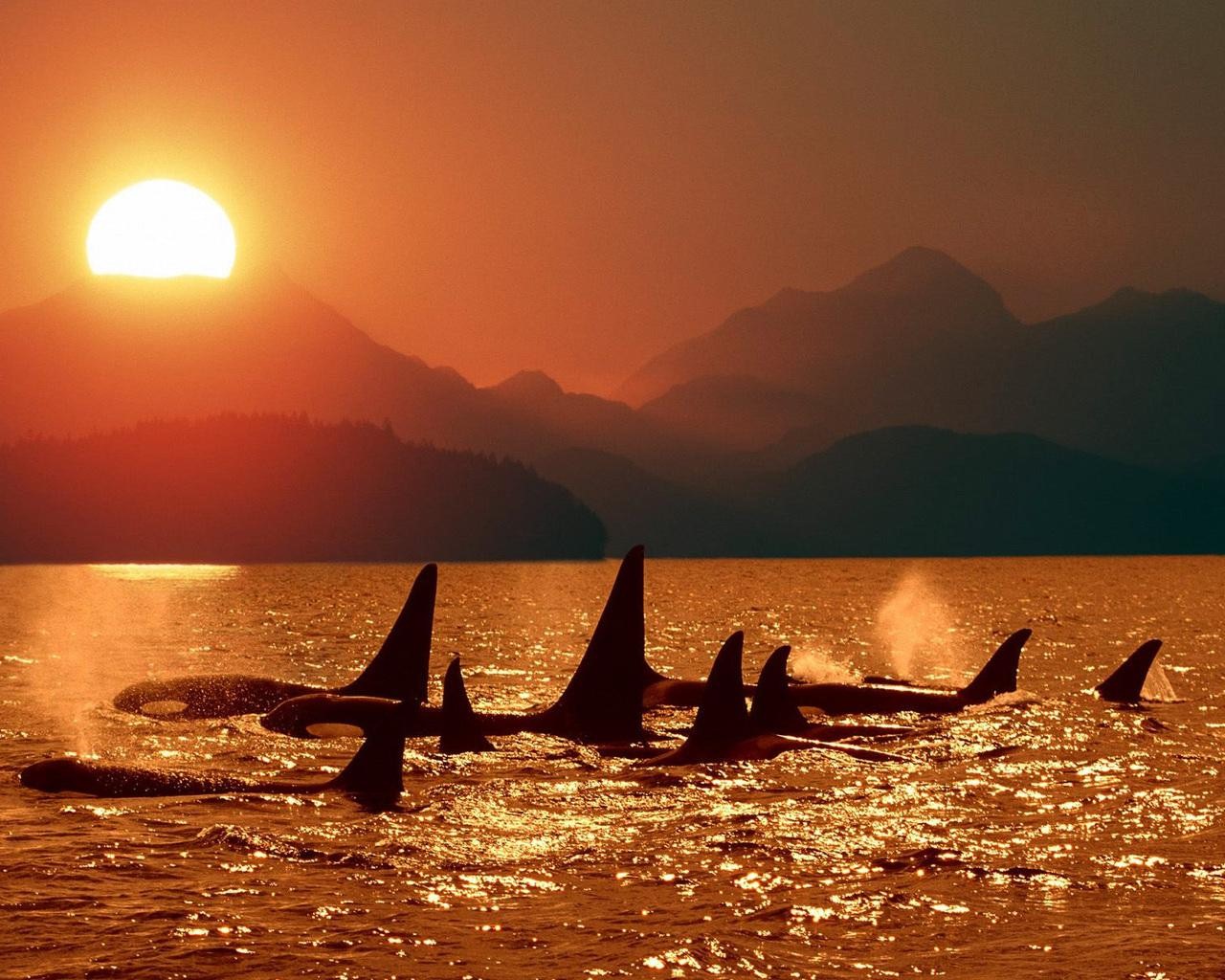 Gün batımında katil balinalar