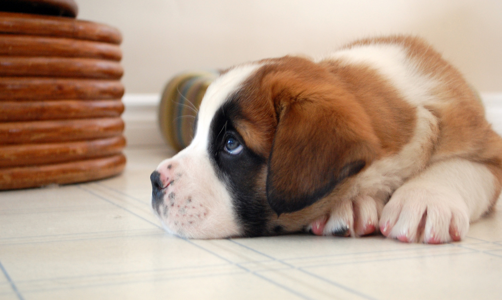 Volwassen St. Bernard puppy