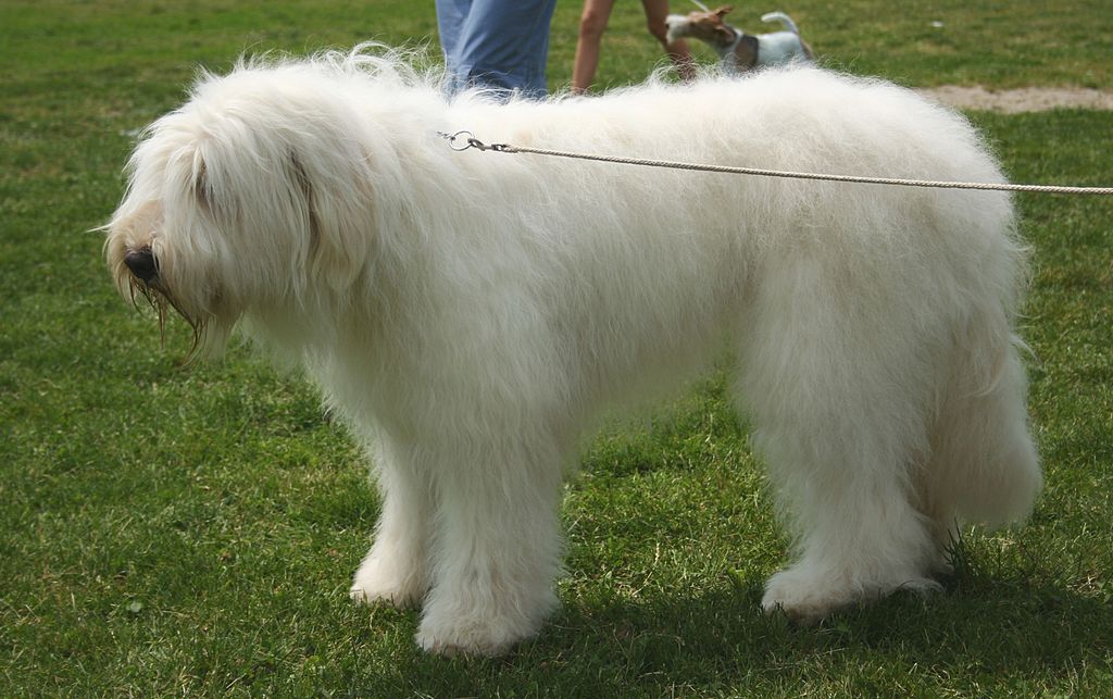 Güney Rus Çoban Köpeği
