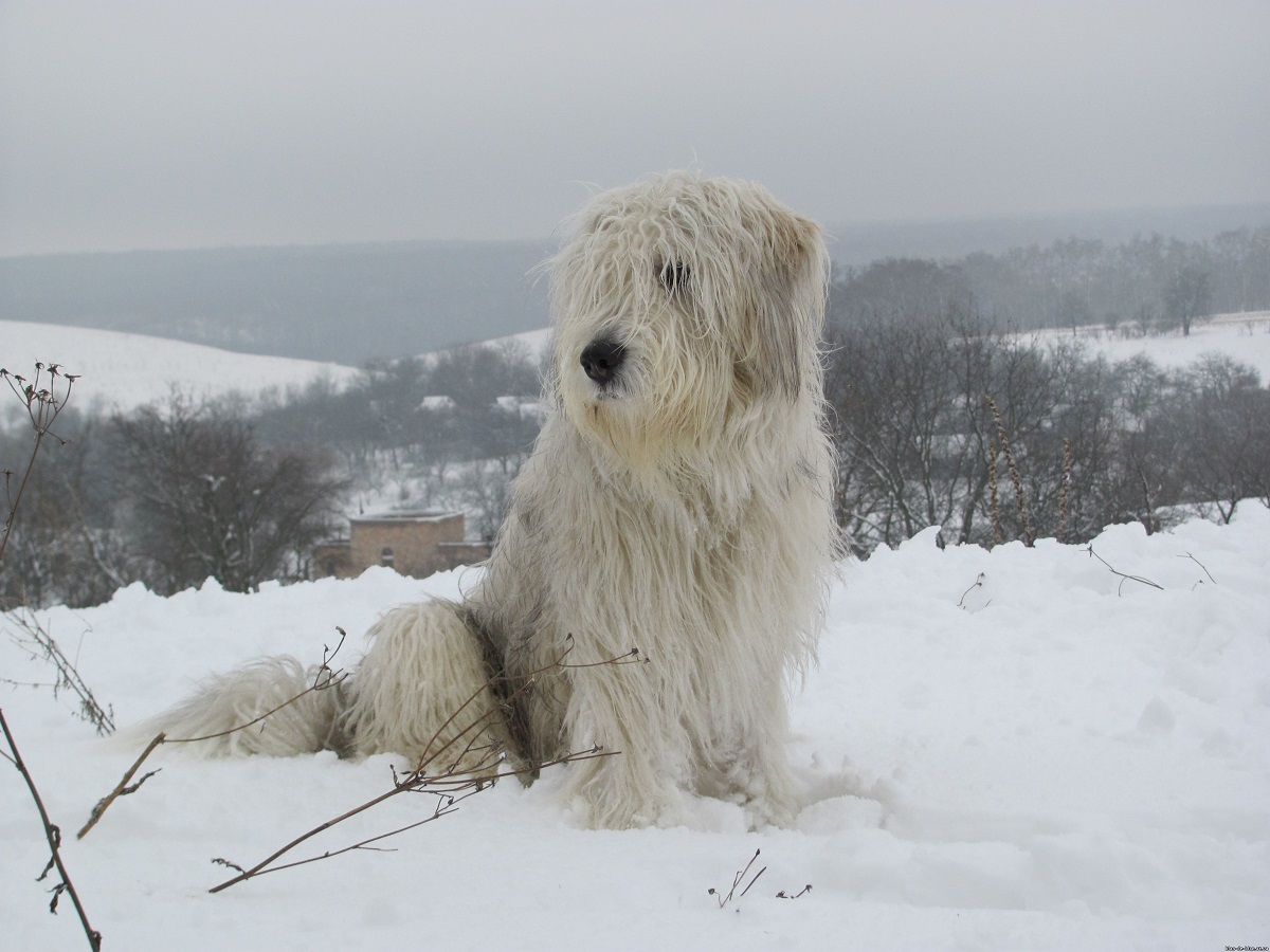 Qeni i Bardhë i Rusisë Jugore