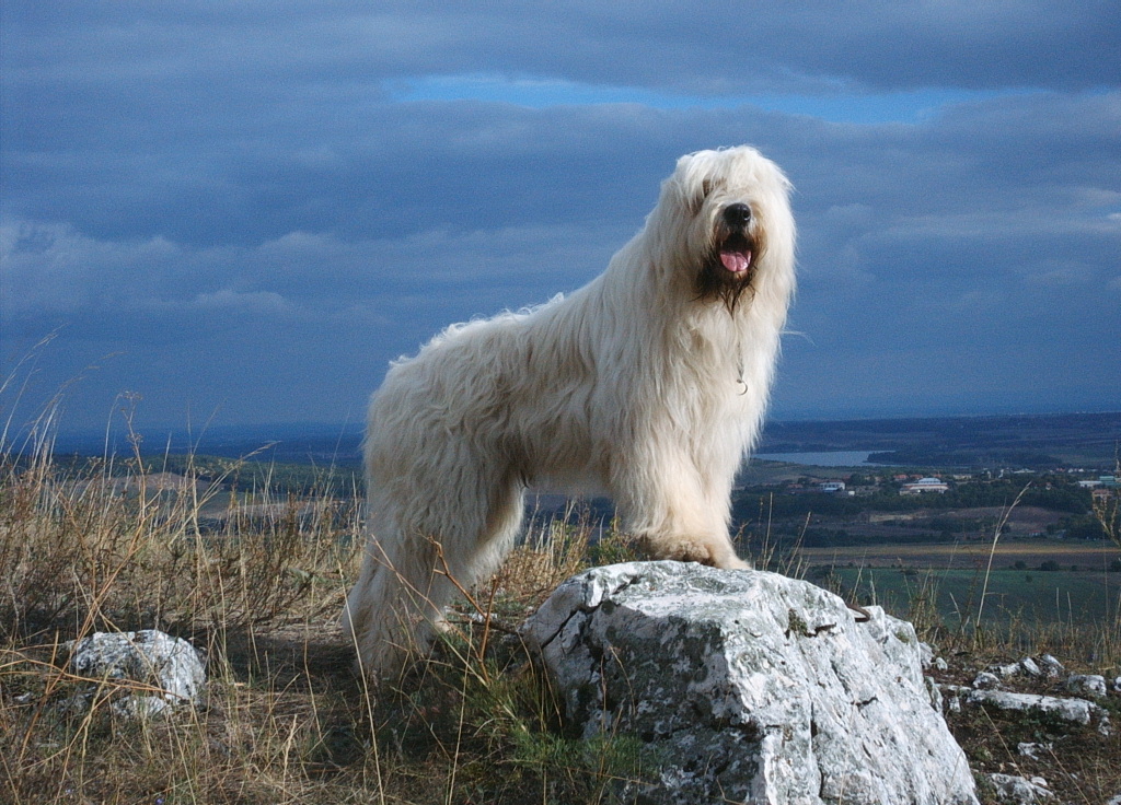 South Russia Shepherd Dog