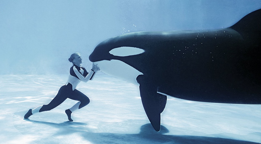 GIF slika: morilci kitov skočijo iz vode