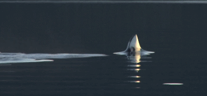 Gambar GIF: Killer Whale melompat keluar dari air