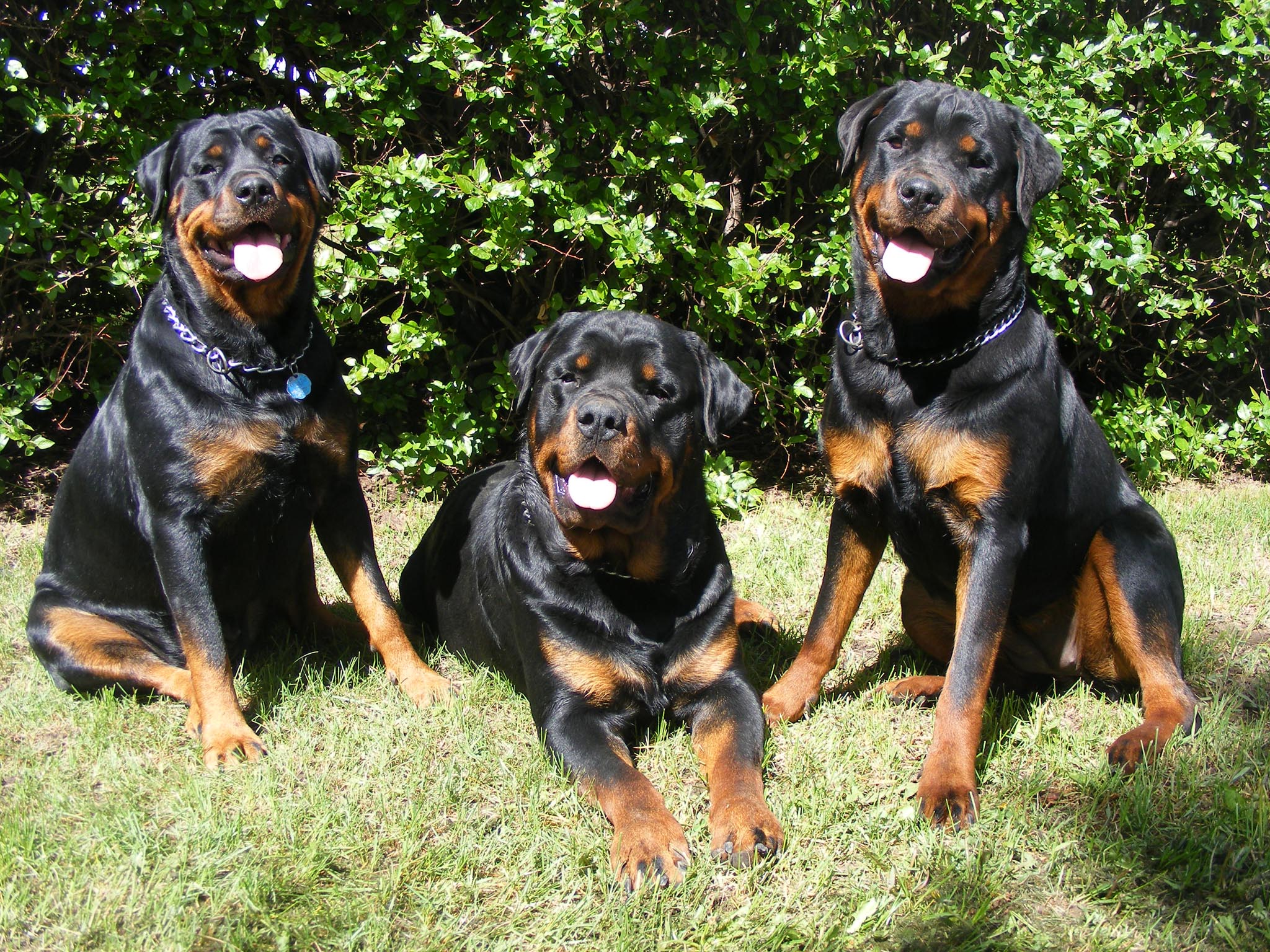 Three Rottweilers