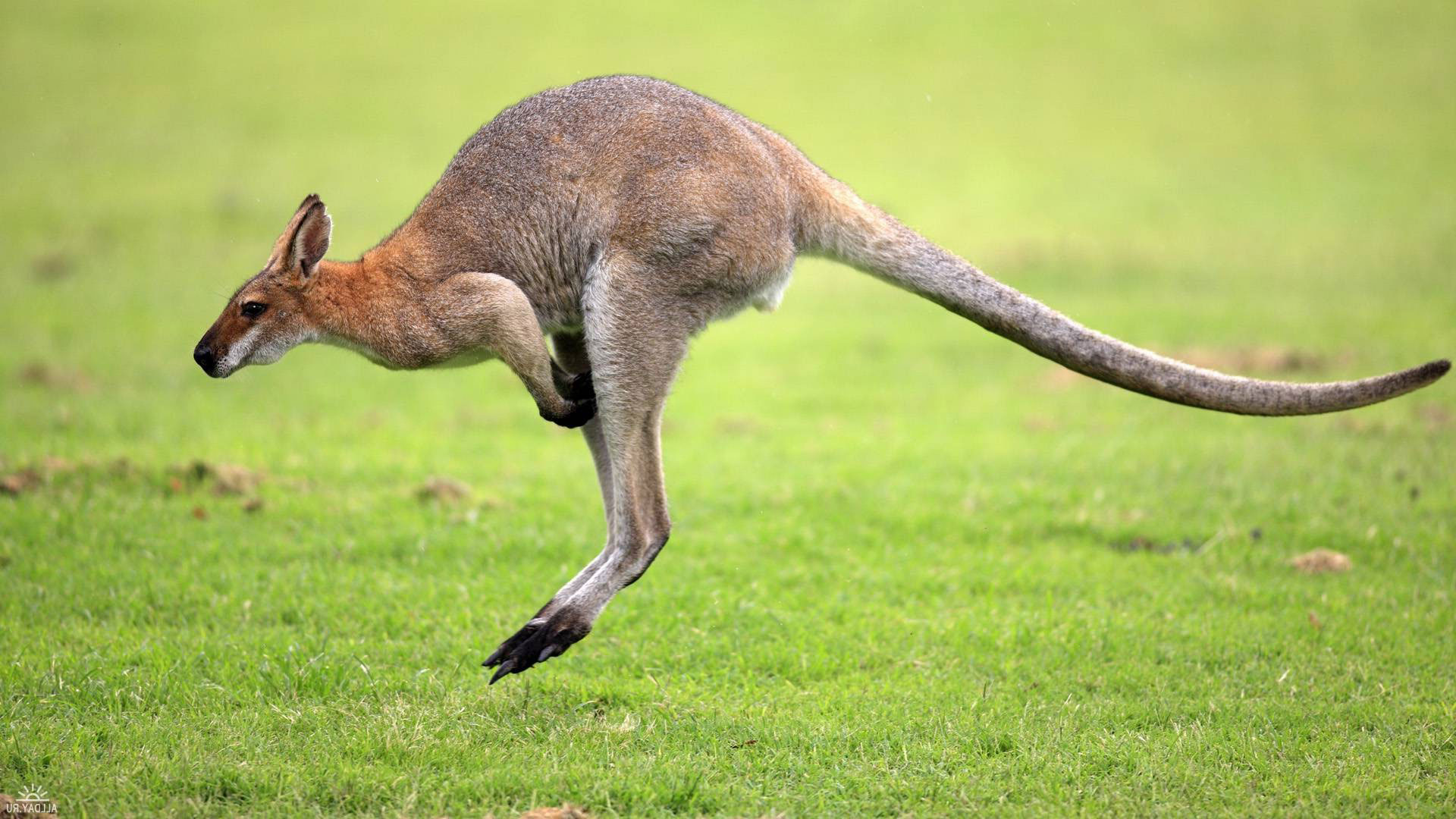 Foto kangaroo
