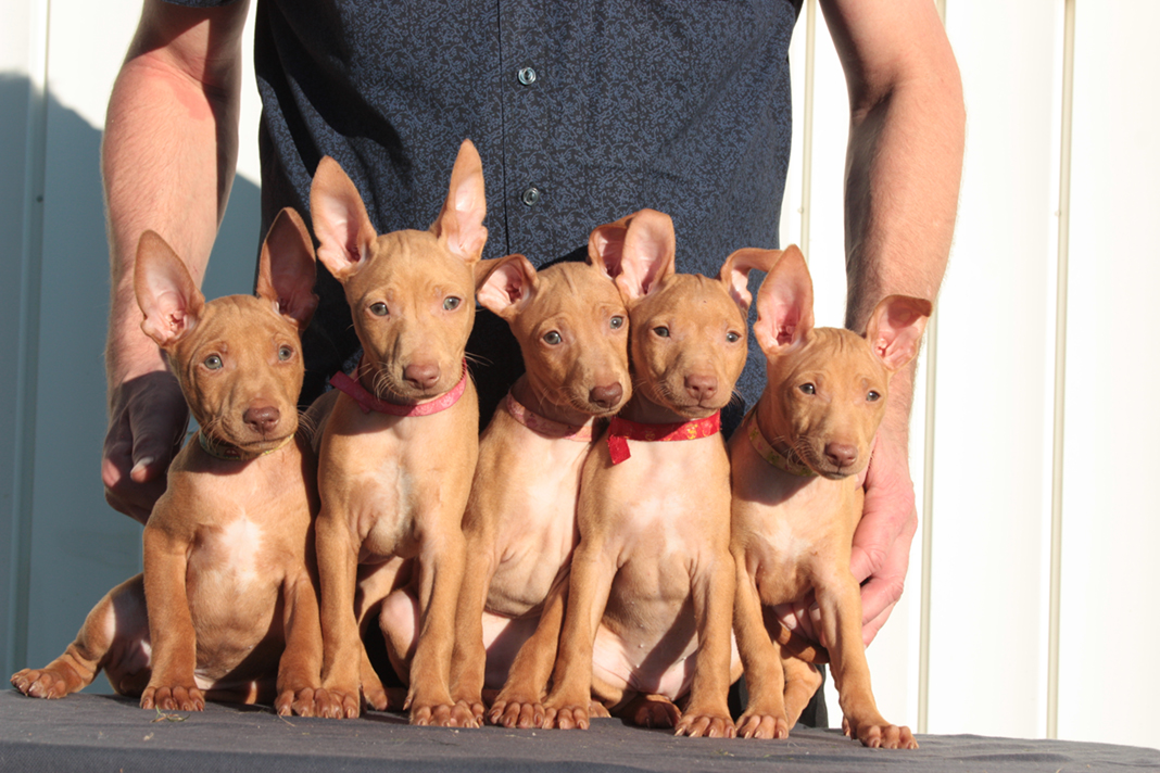 Photo: Pharaoh dog puppies
