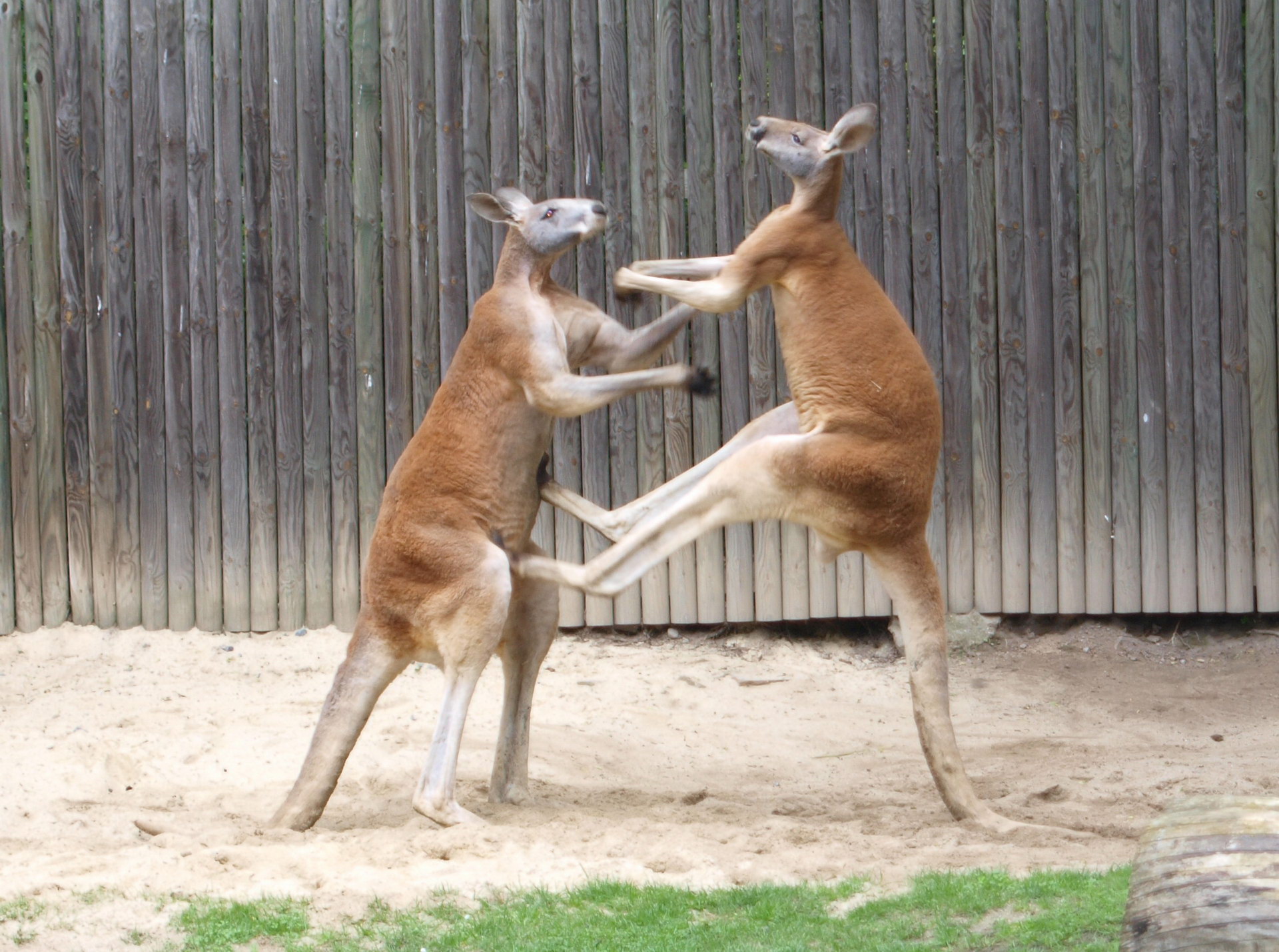 Kanguru mübarizə