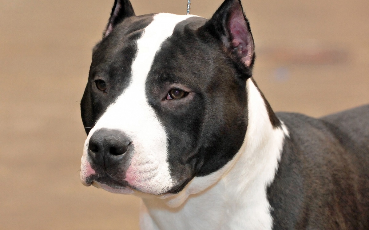 I-American Staffordshire Terrier