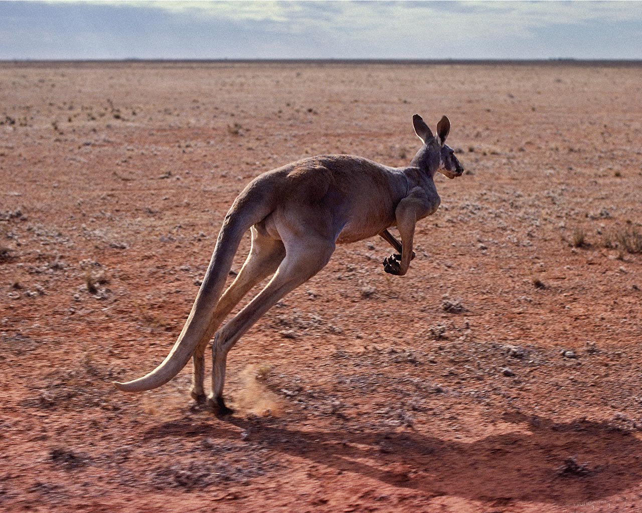 Kangaroo yn in sprong
