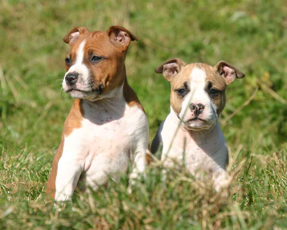Puppies of the American Staffordshire Terrier