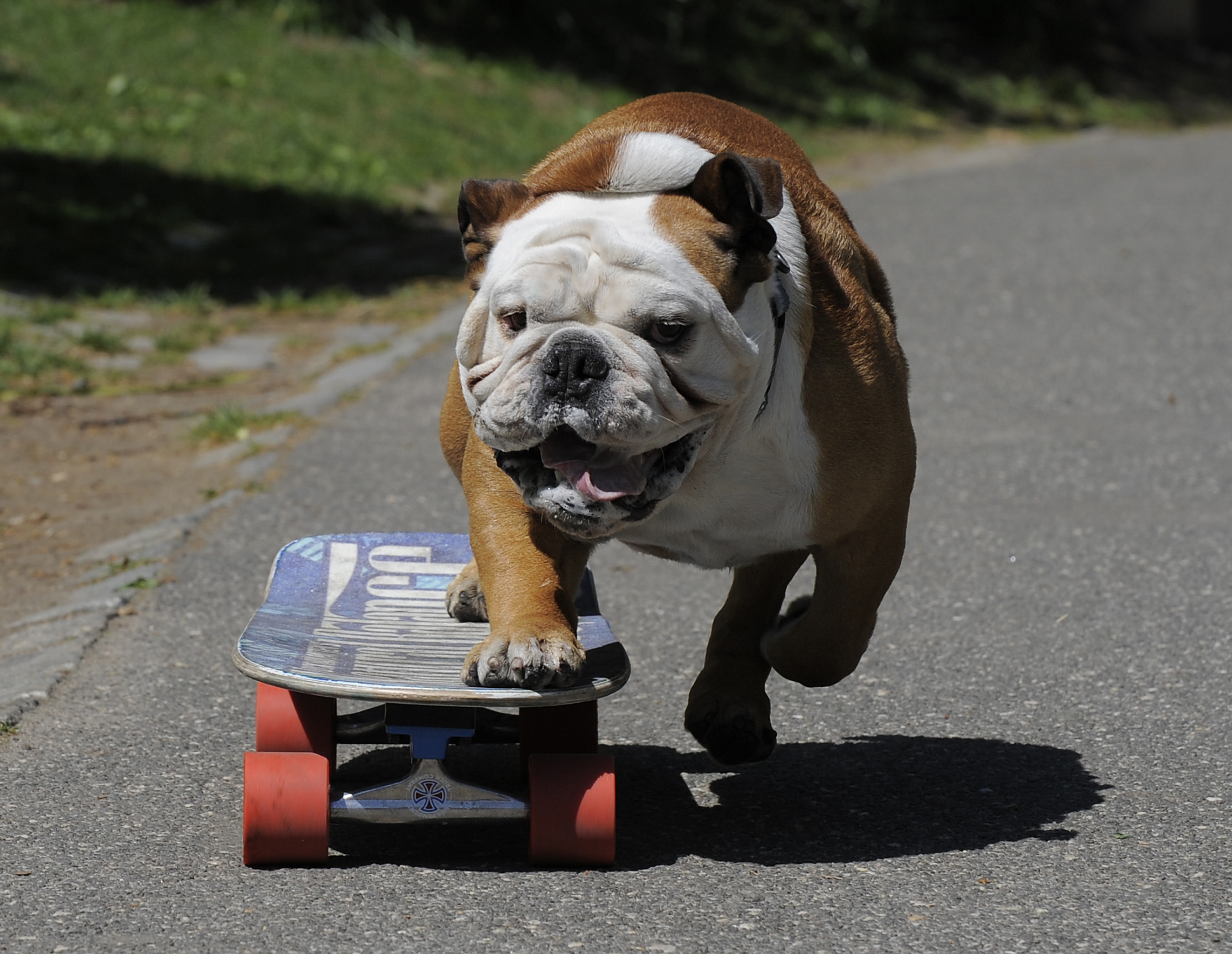 Ingelsk Bulldog op in skateboard