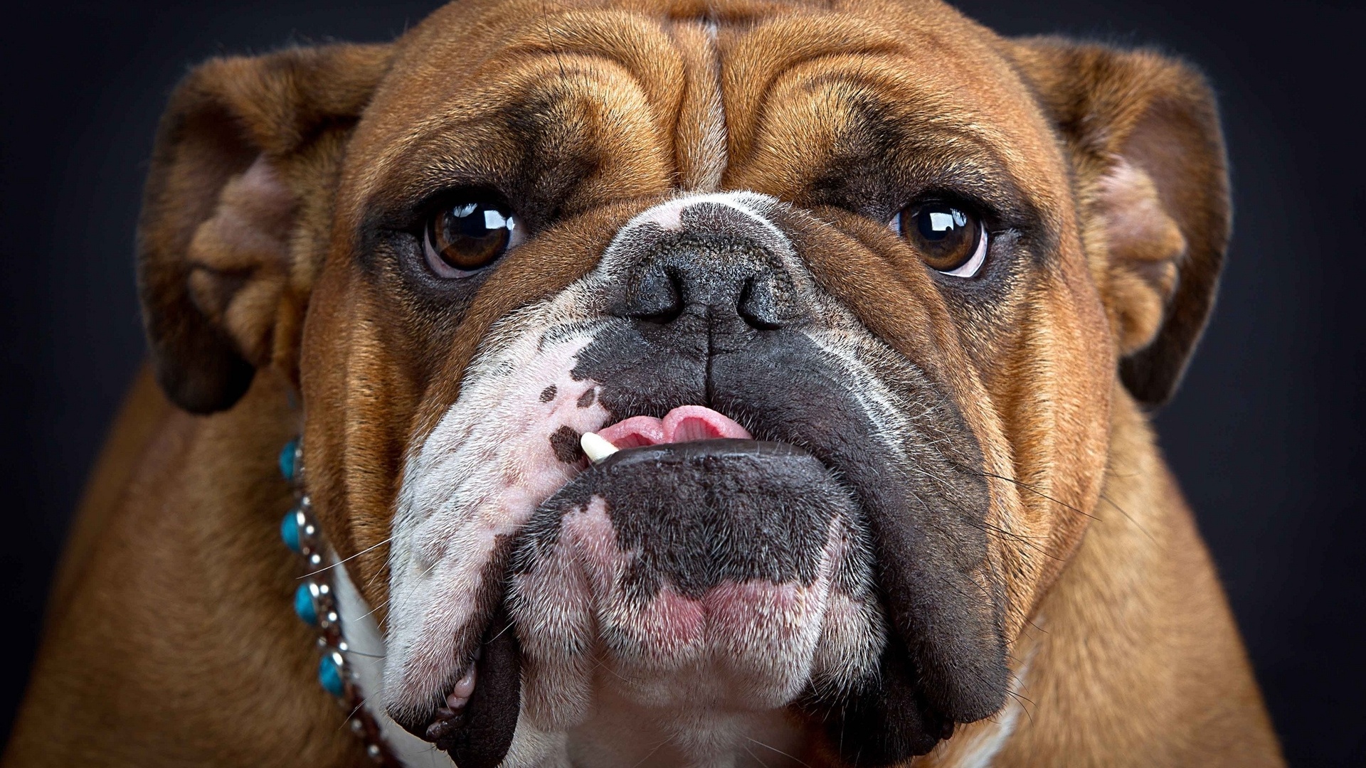 Engelsk Bulldog Face