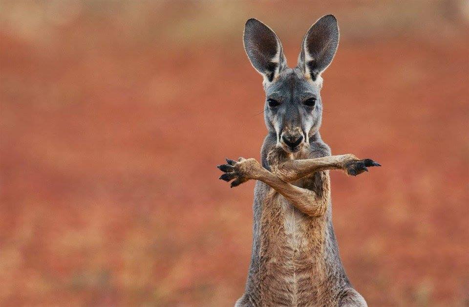 სასაცილო kangaroo