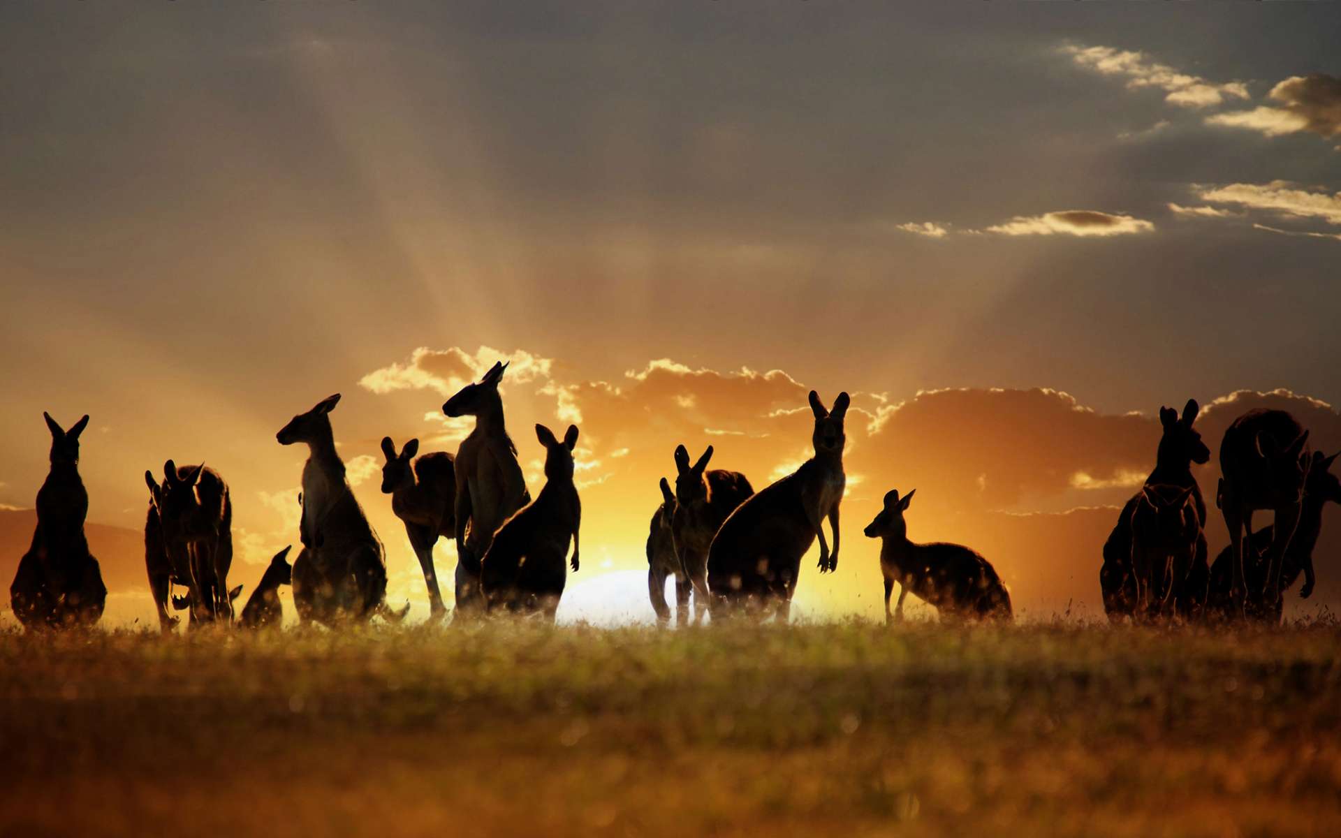 Photo kenguru a naplementében