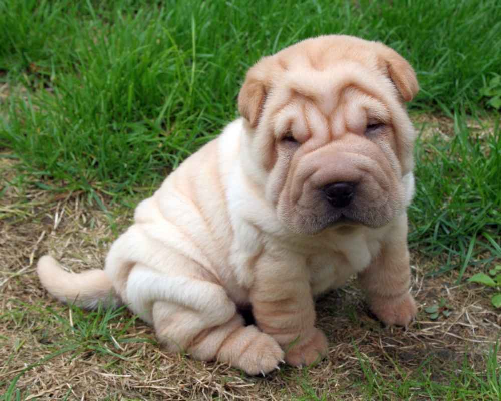 Shar Pei: little puppy