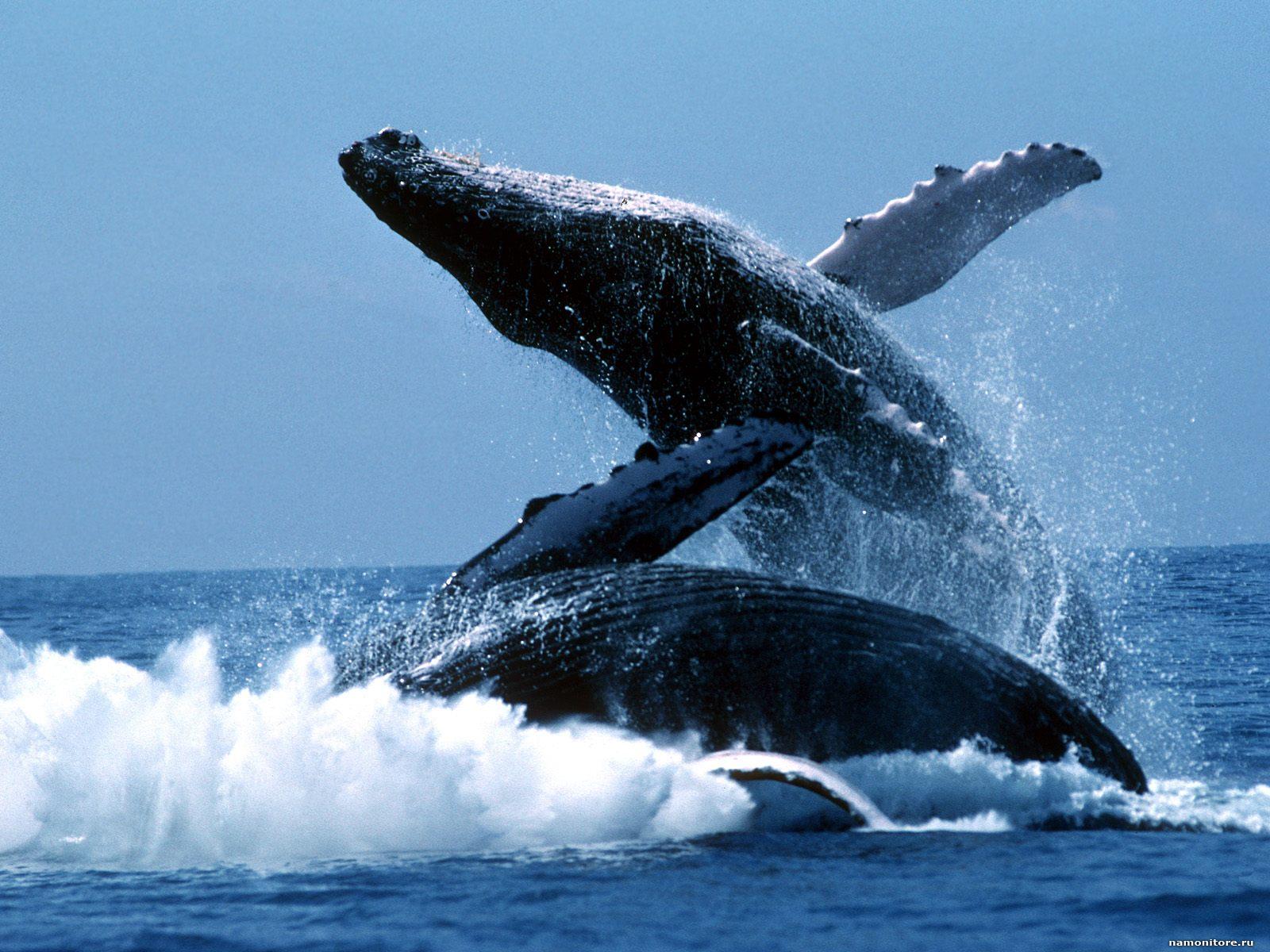 Fotografie veľrýb