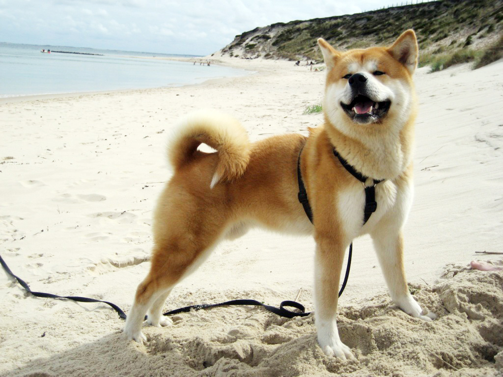 秋田犬のビーチの写真