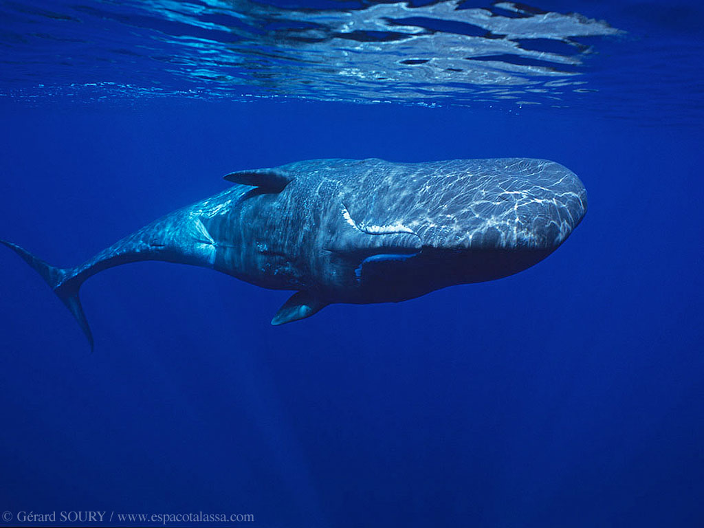 Fotos de baleia