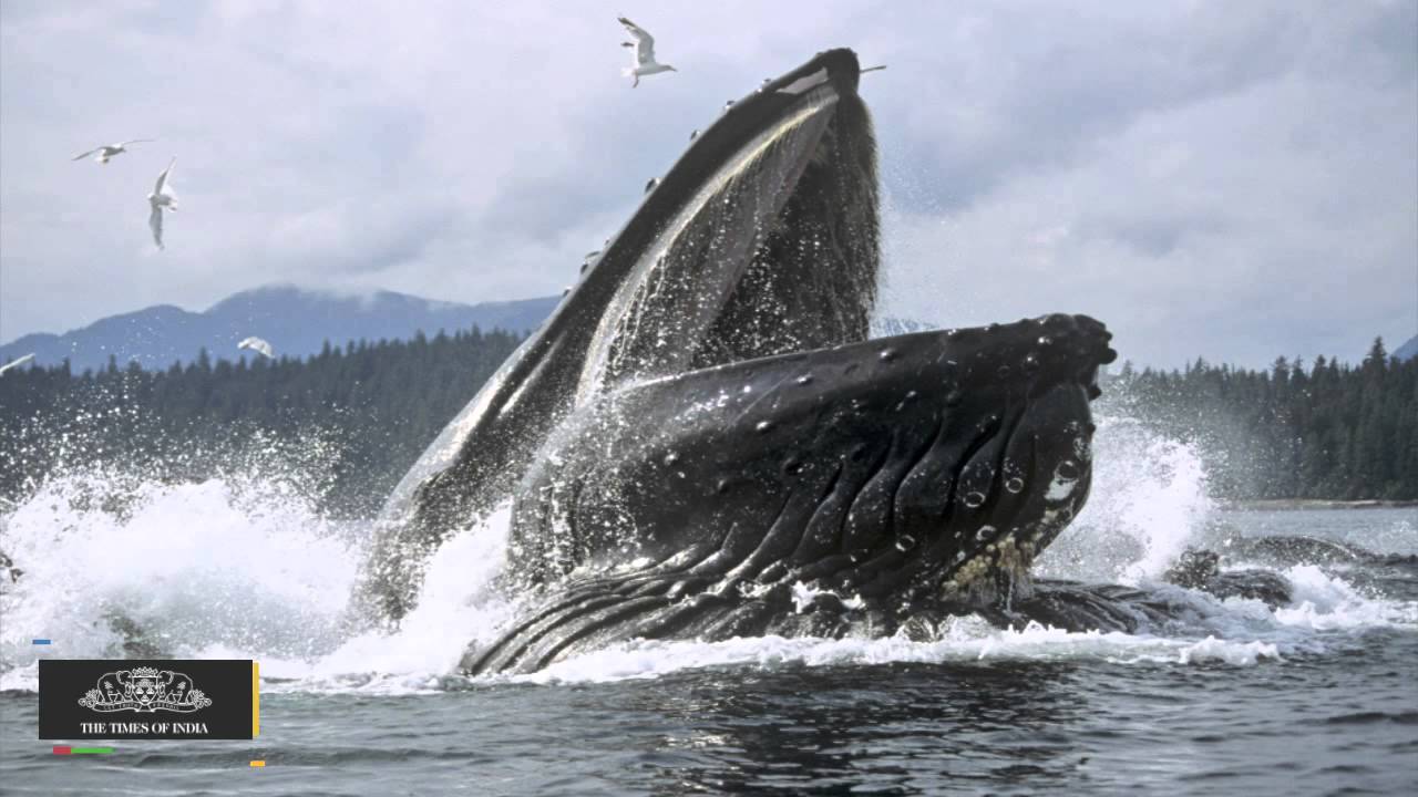Устата на кита
