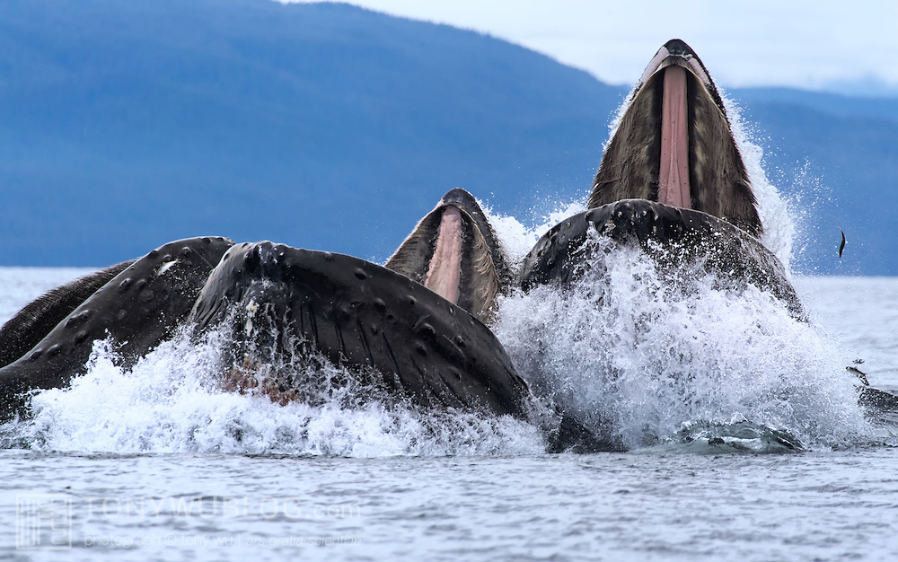 Стадо китови
