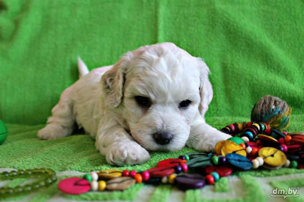 Foto Bichon Frise puppy