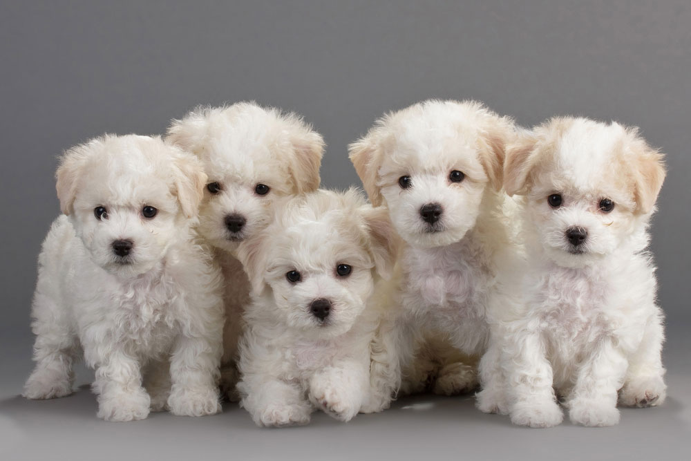 Photos of Bichon Frize puppies