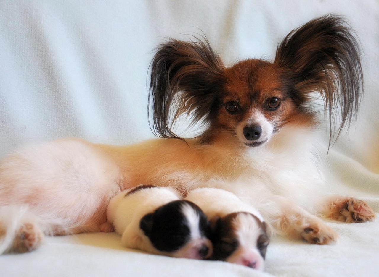 Mom-papillon with puppies