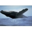 Whale фотосуреті