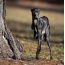 Greyhound Itali