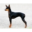 I-English toy terrier