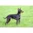 I-English toy terrier