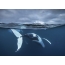 Immagine GIF: la balena salta fuori dall'acqua