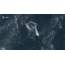Gambar GIF: paus menyerang sekolah ikan