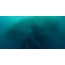GIF图片：鲸鱼攻击一群鱼