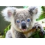 Mavi gözlü koala
